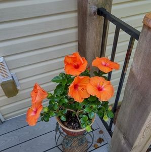 Meet your Posher, Catherine